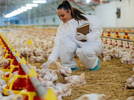 Helping farmers in South Africa reduce their use of antibiotics