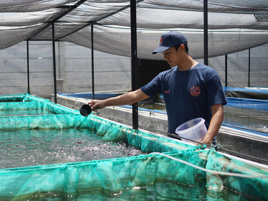 Using genetics to improve yields for fish farmers in Indonesia