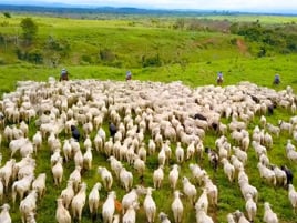 An inspiring restoration project with local farmers: Realising the Araguai biodiversity corridor in Brazil