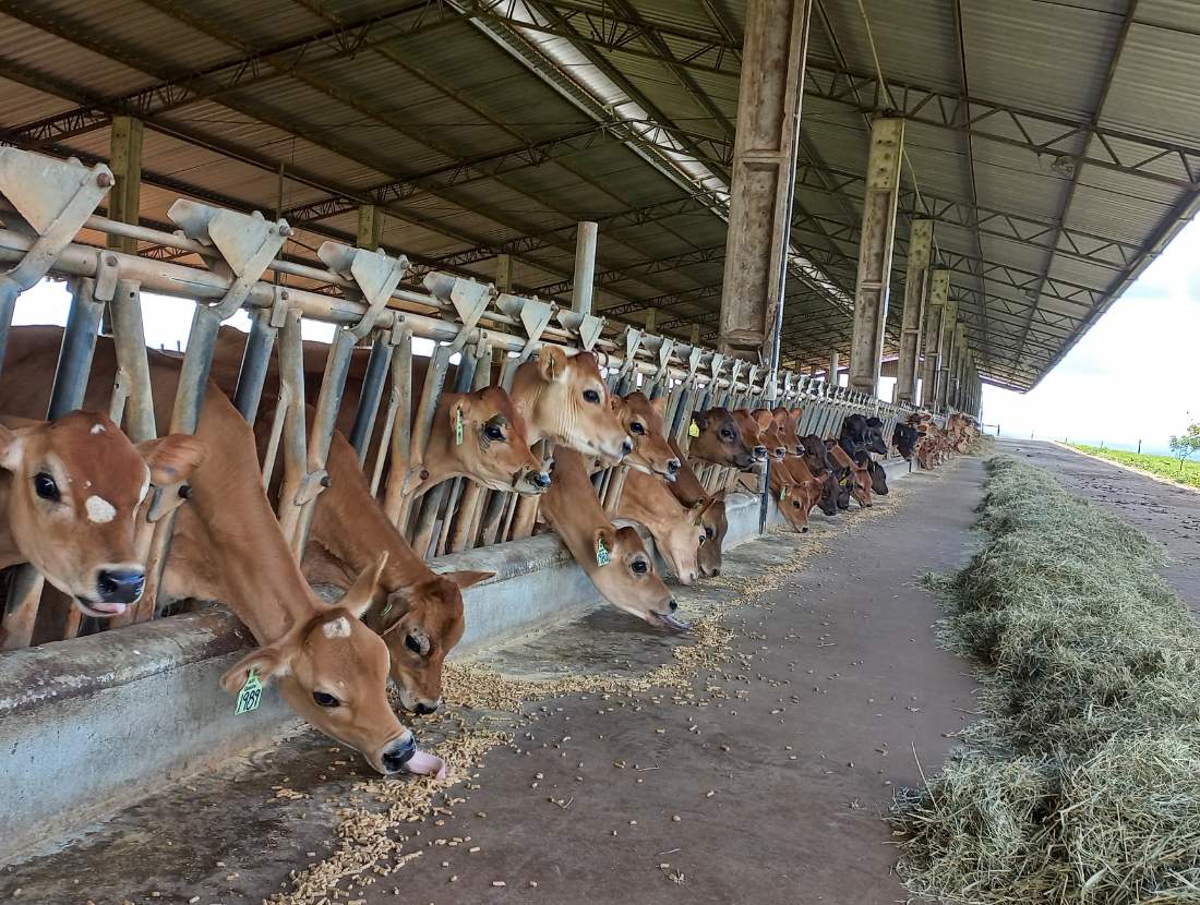 Pioneering in robotic milking and efficiency in dairy farming
